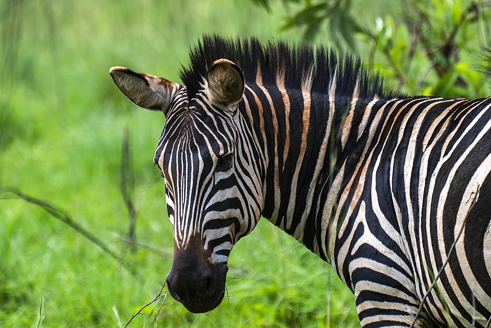 Zebra in the grasslands, Akagera National Park, Eastern Province, Rwanda, Africa