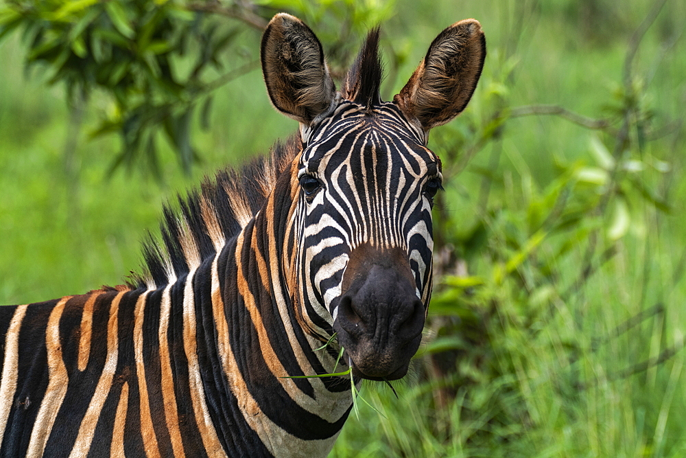 Zebra in the grasslands, Akagera National Park, Eastern Province, Rwanda, Africa