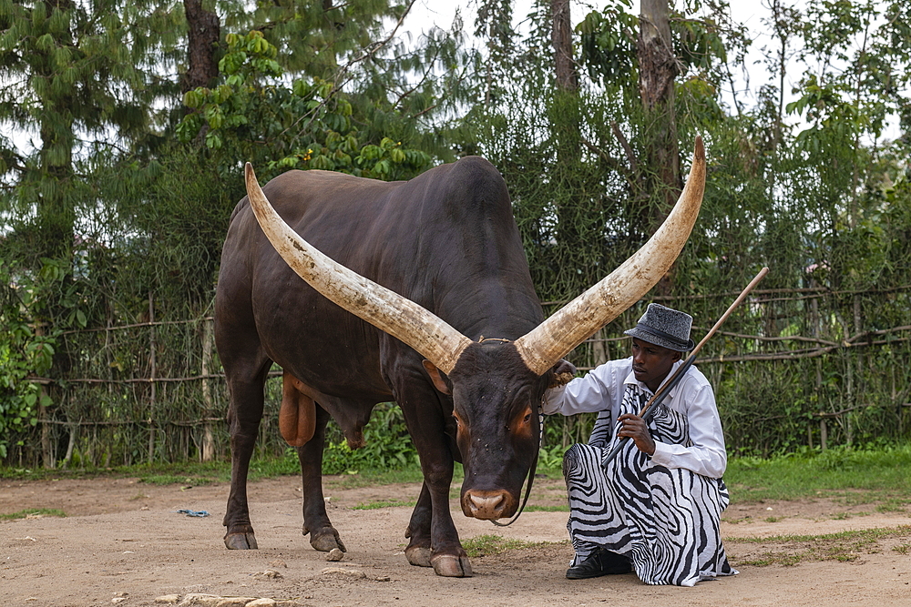 Inyambo (sacred) cow with huge horns and guardian in the garden of the Royal Palace Museum of Mutara III Rudahigwa from 1931, Nyanza, Southern Province, Rwanda, Africa