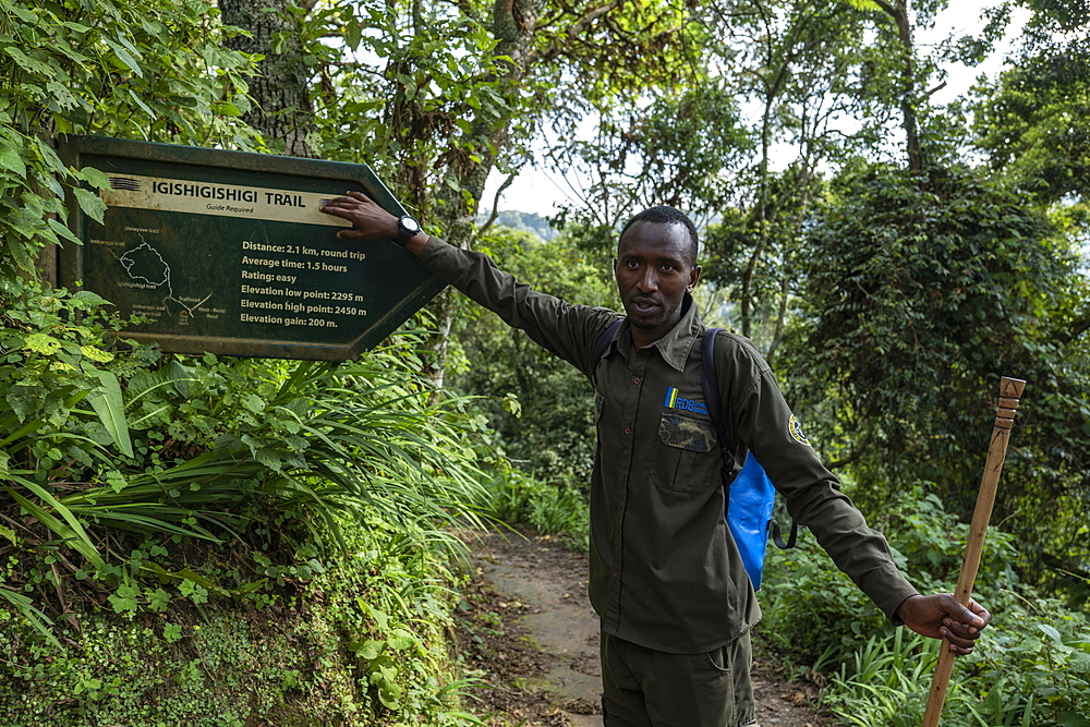 Ranger guide next to signpost on Igishigishigi Trail on the way to Canopy Walkway, Nyungwe Forest National Park, Western Province, Rwanda, Africa