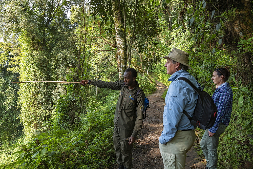 Ranger guide explains the nature to a couple along the Igishigishigi Trail on the way to the Canopy Walkway, Nyungwe Forest National Park, Western Province, Rwanda, Africa