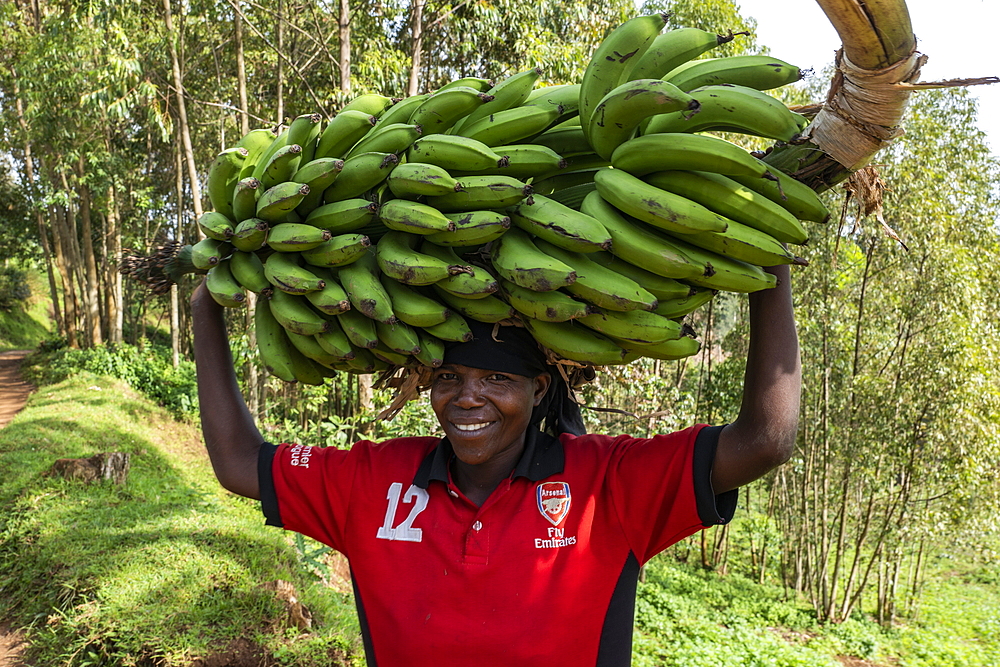 Smiling woman in Arsenal soccer jersey carries heavy banana tree on head, near Gisakura, Western Province, Rwanda, Africa