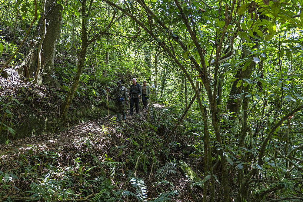 Ranger guide and hiking group run through lush jungle during a chimpanzee discovery hike in Cyamudongo Forest, Nyungwe Forest National Park, Western Province, Rwanda, Africa