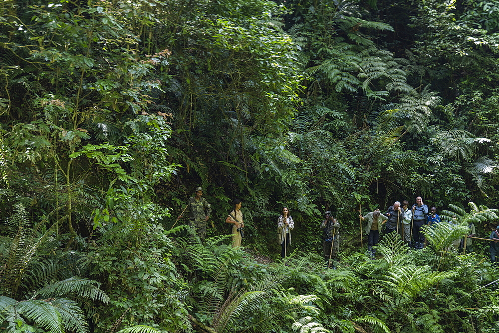 Ranger guide and hiking group run through lush jungle during a chimpanzee discovery hike in Cyamudongo Forest, Nyungwe Forest National Park, Western Province, Rwanda, Africa