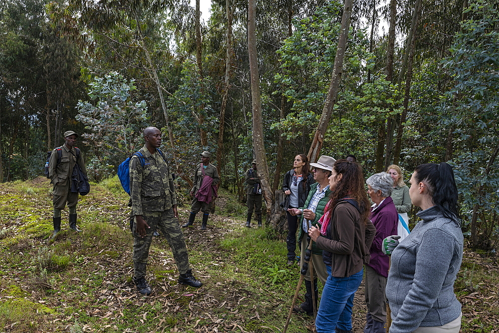 Ranger guides and visitors during a trekking excursion to the Sabyinyo group of gorillas, Volcanoes National Park, Northern Province, Rwanda, Africa