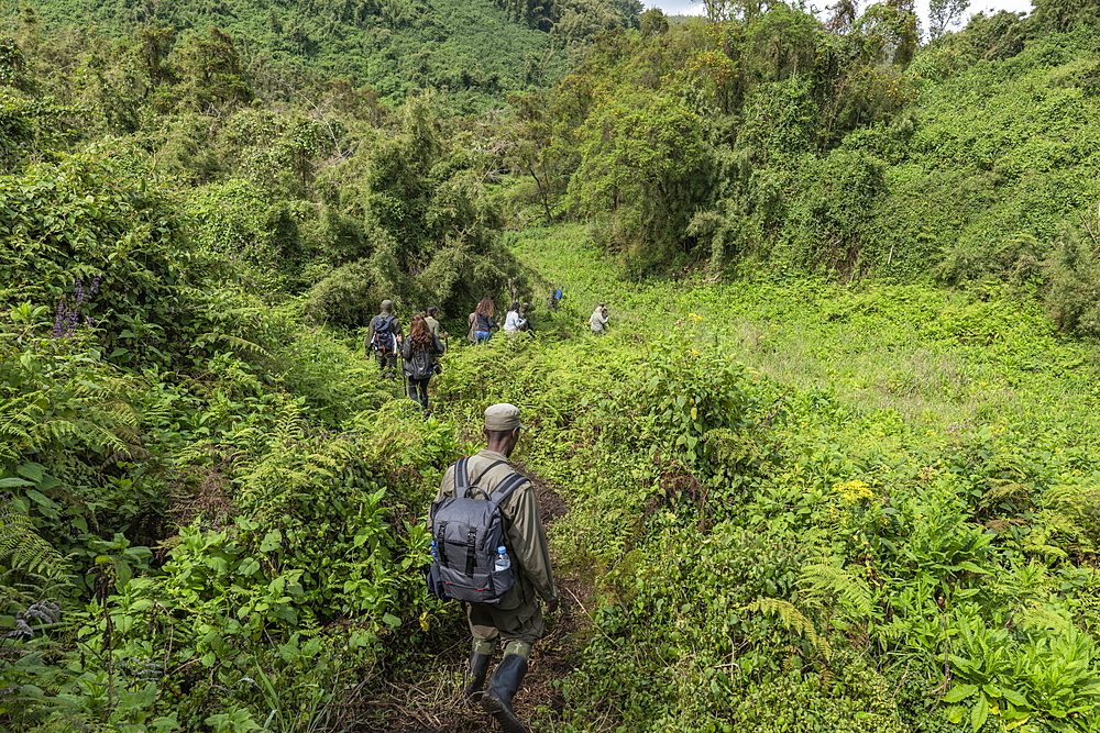 Ranger guides and visitors maneuver their way through dense jungle during a trekking excursion to the Sabyinyo group of gorillas, Volcanoes National Park, Northern Province, Rwanda, Africa