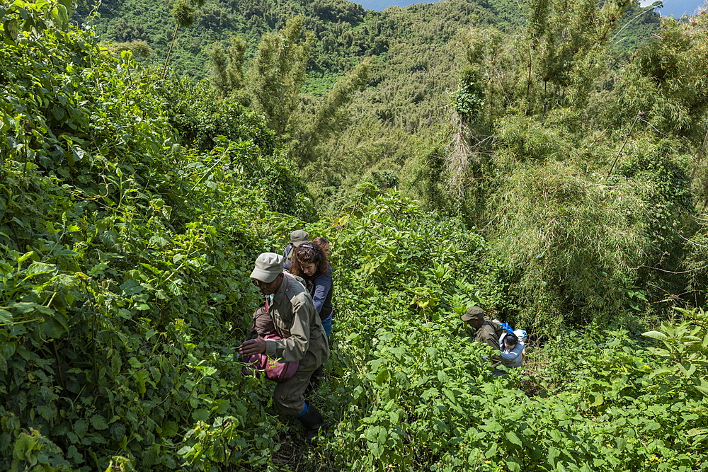 Ranger guides and visitors maneuver their way through dense jungle during a trekking excursion to the Sabyinyo group of gorillas, Volcanoes National Park, Northern Province, Rwanda, Africa