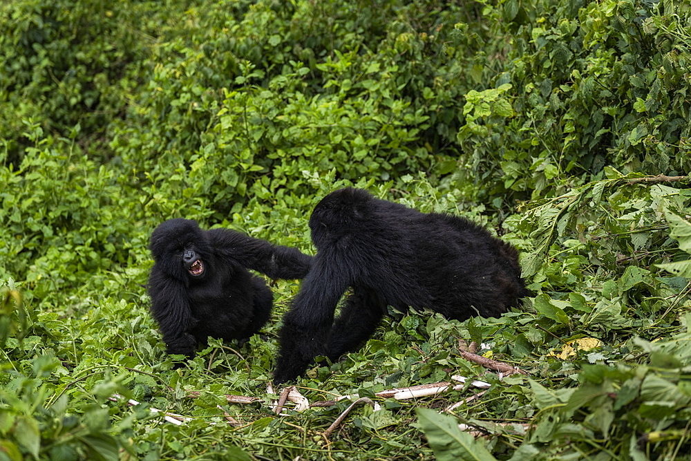 Two young gorillas of the Sabyinyo group of gorillas, Volcanoes National Park, Northern Province, Rwanda, Africa