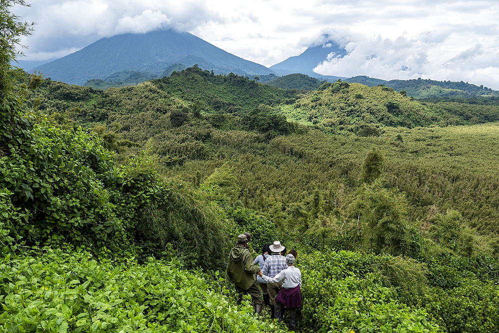 Ranger guides and visitors maneuver their way through dense jungle during a trekking excursion to the Sabyinyo group of gorillas, Volcanoes National Park, Northern Province, Rwanda, Africa