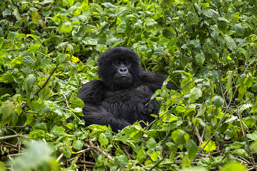 Gorilla of the Sabyinyo group of gorillas, Volcanoes National Park, Northern Province, Rwanda, Africa