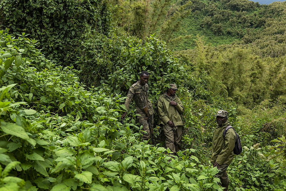 Ranger guides and trackers during a trekking excursion to the Sabyinyo group of gorillas, Volcanoes National Park, Northern Province, Rwanda, Africa