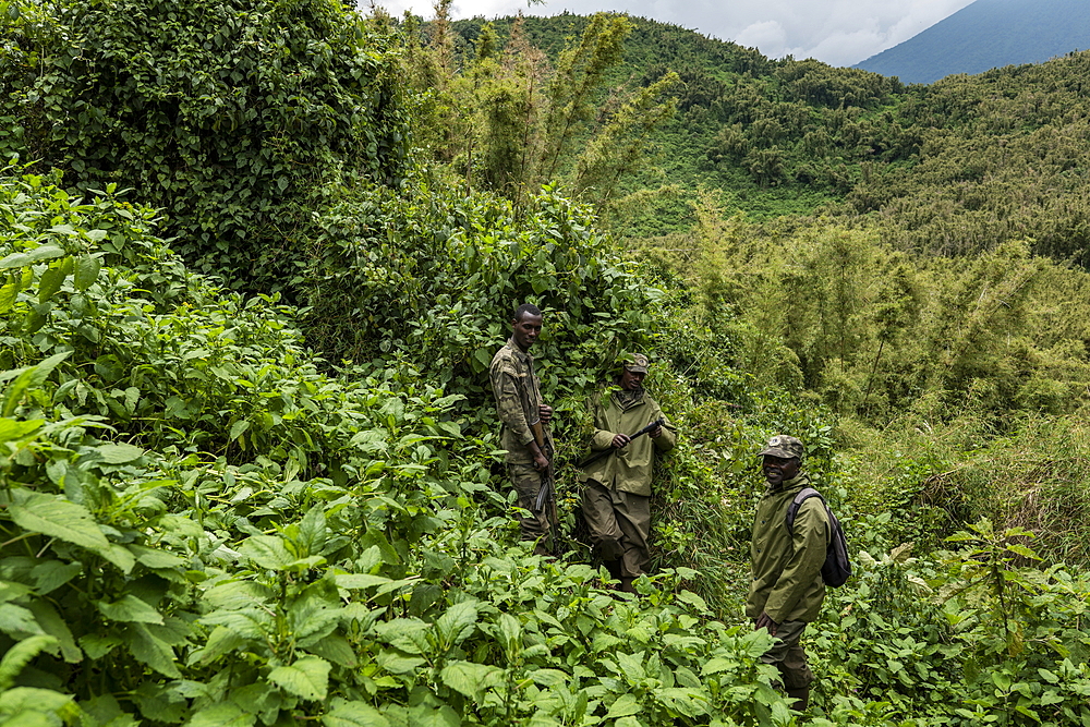 Ranger guides and trackers during a trekking excursion to the Sabyinyo group of gorillas, Volcanoes National Park, Northern Province, Rwanda, Africa