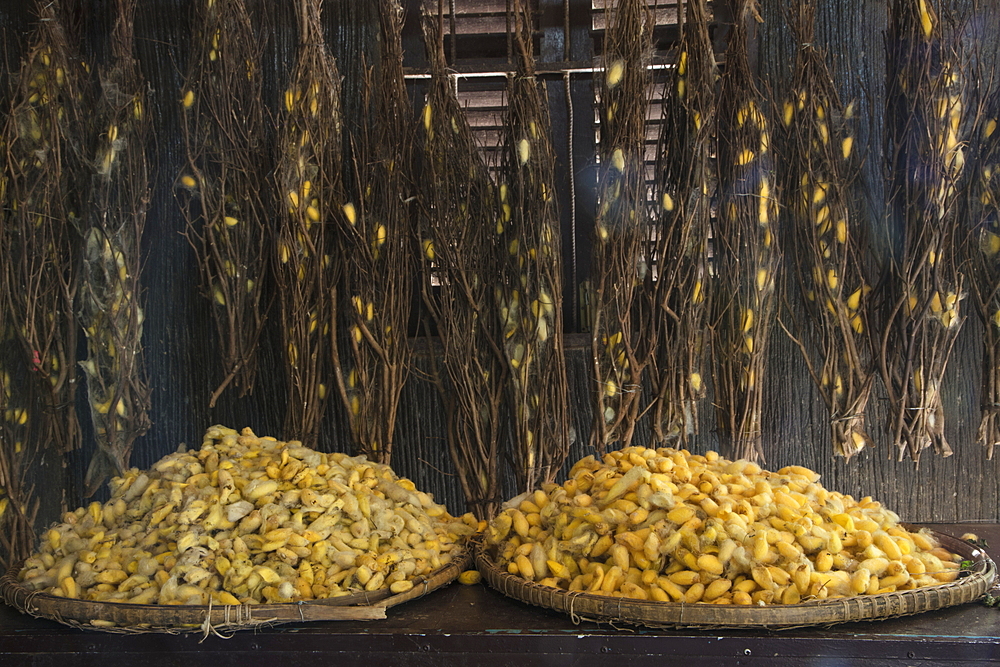 Silk cocoons in a silk factory, Oknha Tey Island, Mekong River, near Phnom Penh, Cambodia, Asia