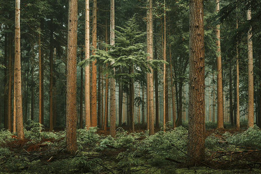 Autumn forest with Douglas firs (Pseudotsuga menziesii) in the fog, Wiesede, Friedeburg, Wittmund, East Frisia, Lower Saxony, Germany, Europe