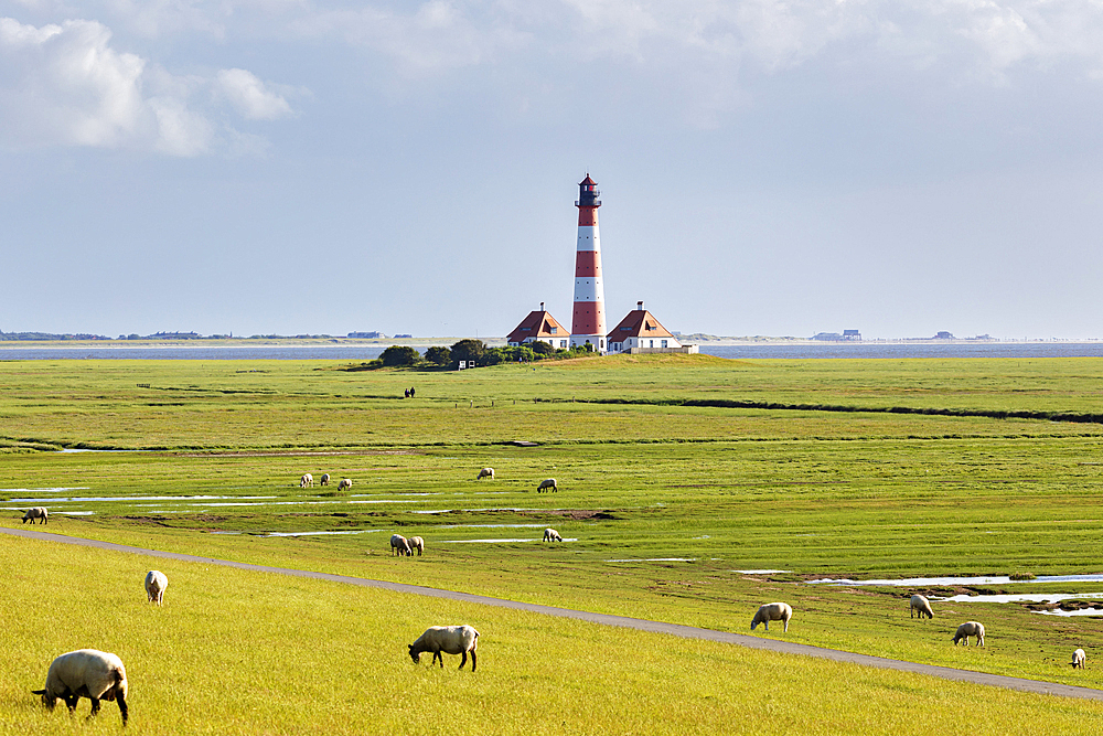 Sheep (Ovis), Westerheversand lighthouse, Wadden Sea National Park, Schleswig-Holstein, Germany