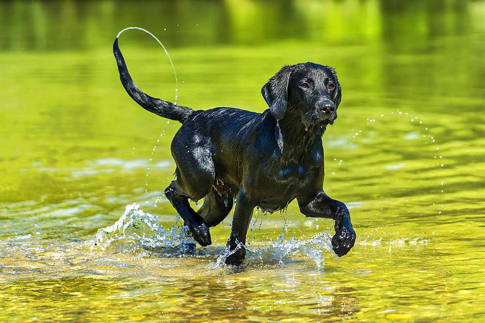 Outside; Outside; Outdoor shot; Outdoor shot; Europe; Field; Domestic animal; Dog; Puppy; Young animal; Labrador; Nobody; Portrait; Retriever; Mammal; Mammal; Watch; Looking; Black; Animal; Water; River; River; Splash; Dynamics; Summer; Bath; Leap; Leap;