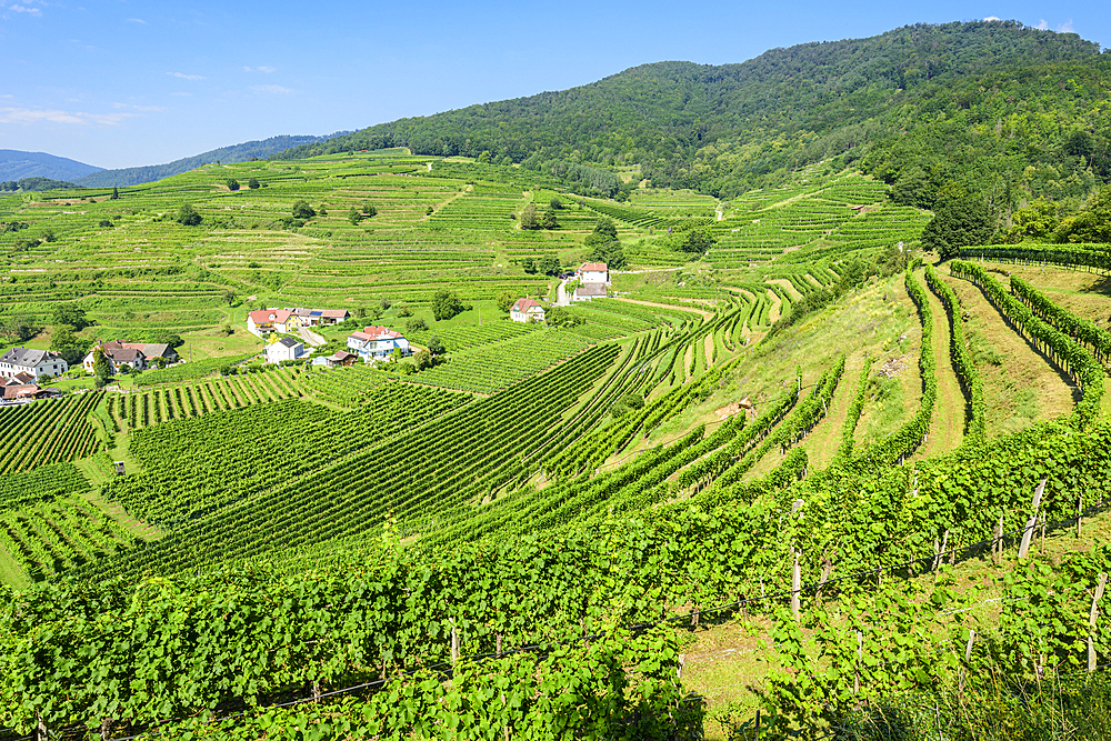 Vineyards near Spitz an der Donau, Wachau, Lower Austria, Austria