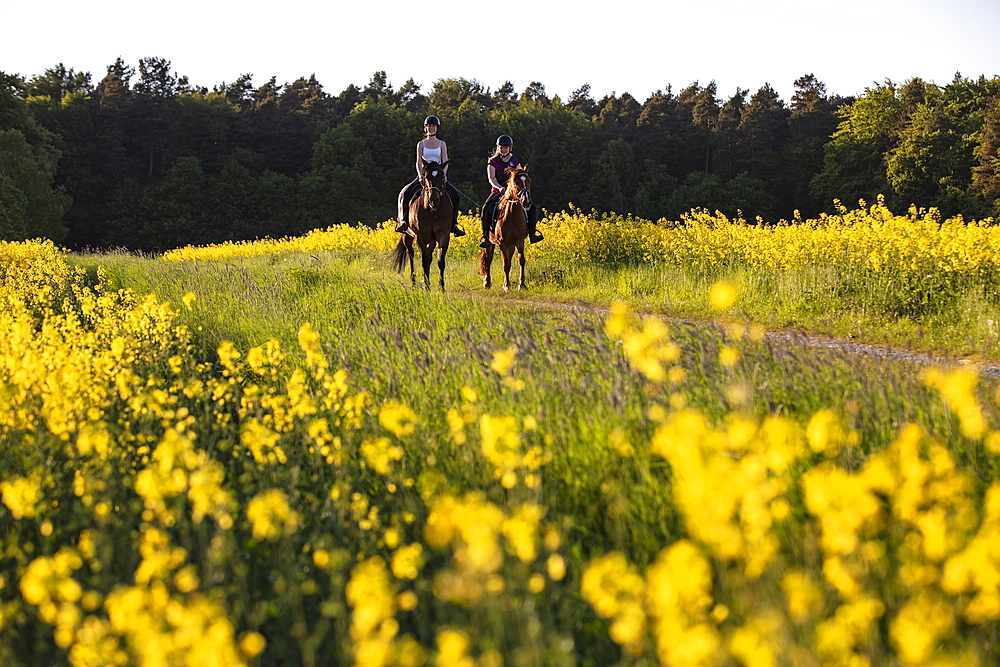 Two young women ride horses on dirt road through blooming rapeseed field, Haunetal Starklos, Rhoen, Hesse, Germany, Europe