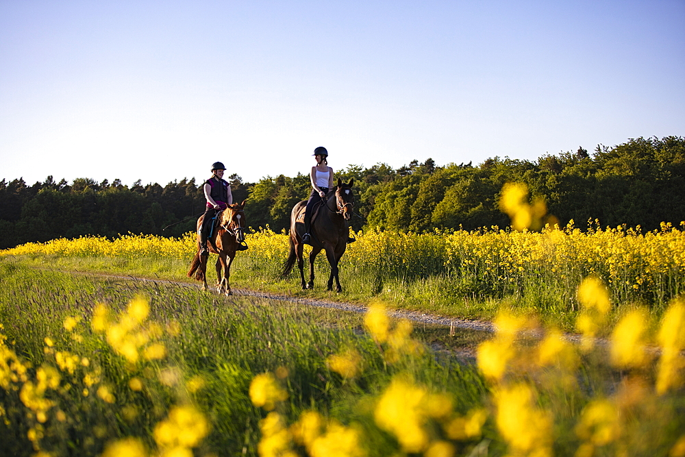 Two young women ride horses on dirt road through blooming rapeseed field, Haunetal Starklos, Rhoen, Hesse, Germany, Europe