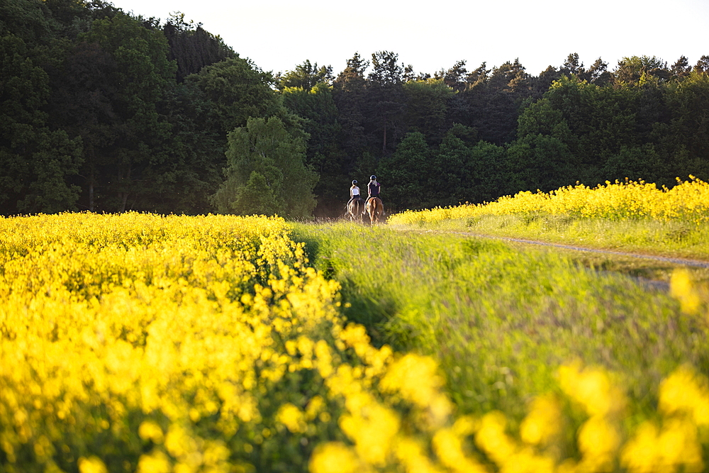 Two young women ride horses on dirt road through blooming rapeseed field, Haunetal Starklos, Rhoen, Hesse, Germany, Europe