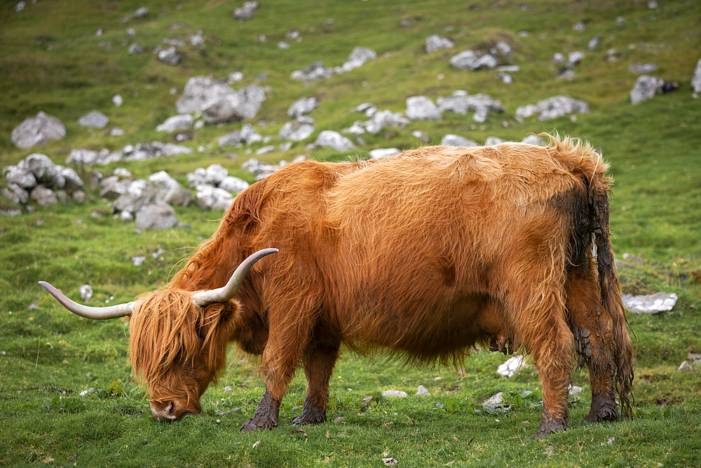 Cattle in the meadow of the Faroe Islands in the sun