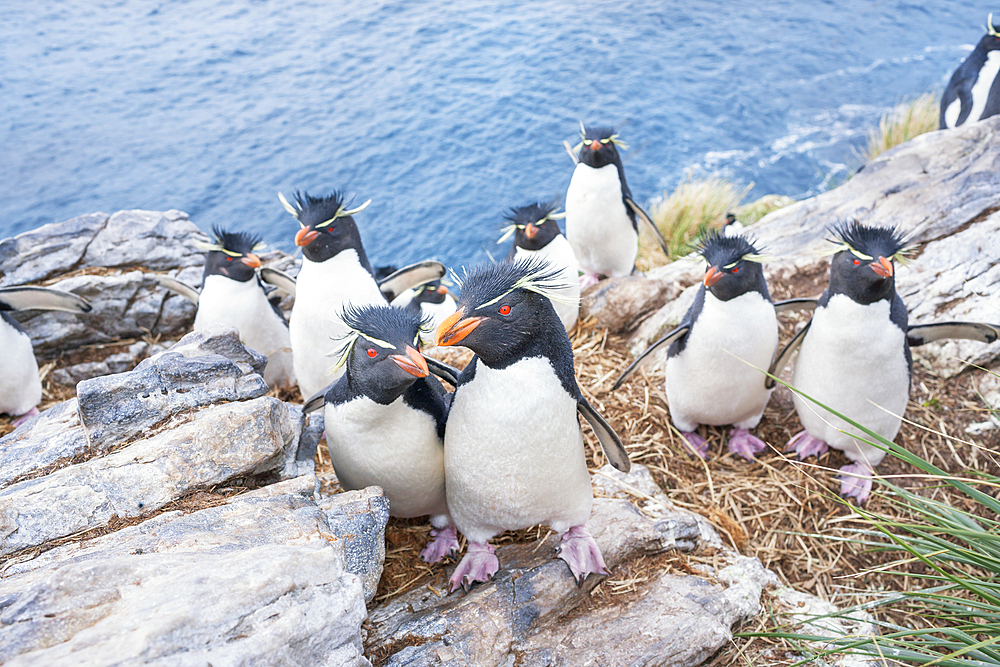 Group of rockhopper penguins (Eudyptes chrysocome chrysocome) on a rocky islet, East Falkland, Falkland Islands, South America