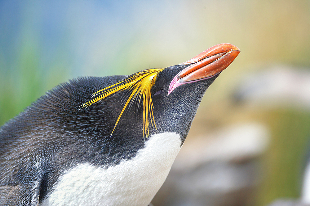 Close-up of a macaroni penguin (Eudyptes chrysolophus), East Falkland, Falkland Islands, South America