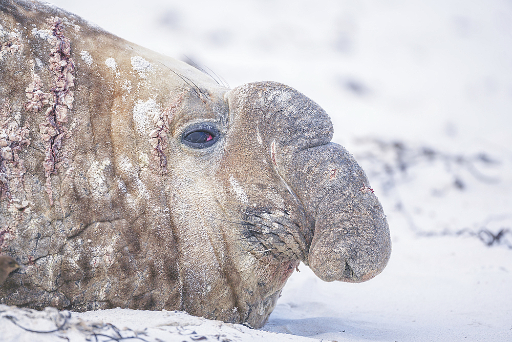 Southern elephant seal (Mirounga leonina) male resting on a sandy beach, Sea Lion Island, Falkland Islands, South America