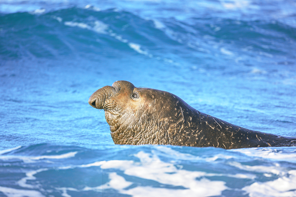 Southern elephant seal (Mirounga leonina) male swimming, Sea Lion Island, Falkland Islands, South America