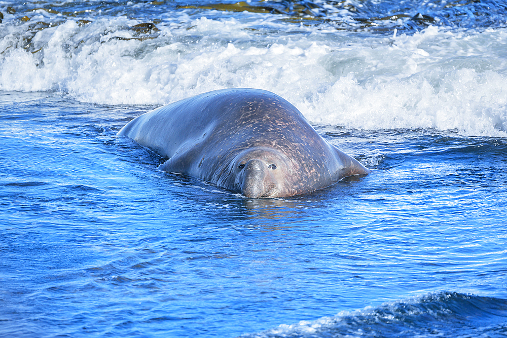 Southern elephant seal (Mirounga leonina) male swimming, Sea Lion Island, Falkland Islands, South America