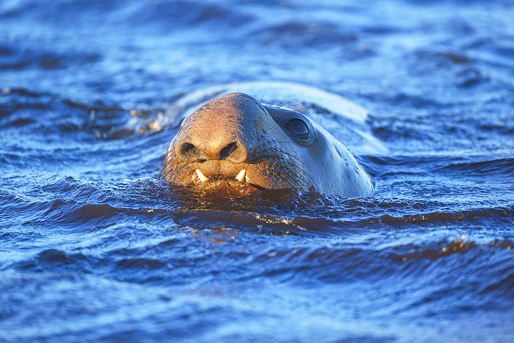 Southern elephant seal (Mirounga leonina) male swimming, Sea Lion Island, Falkland Islands, South America