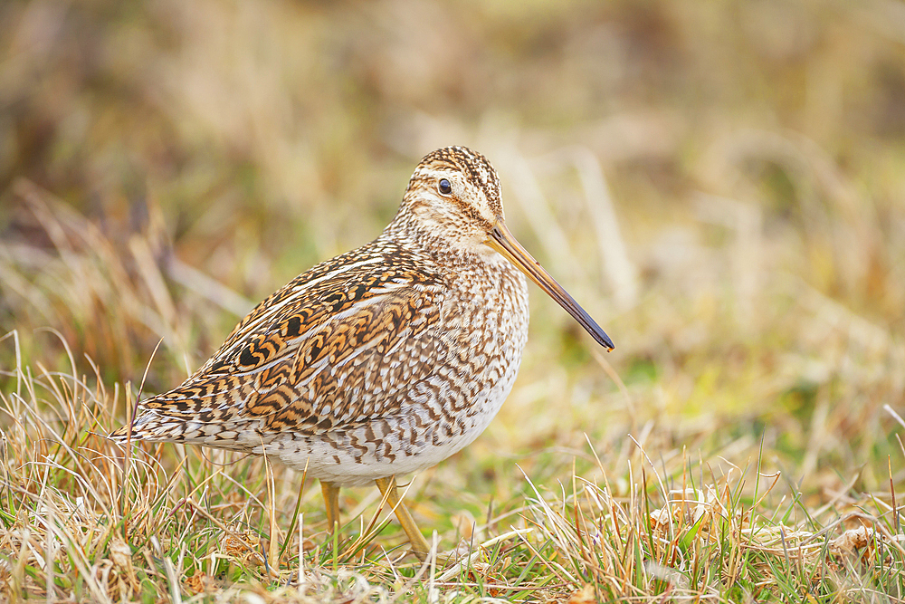 South American snipe (Gallinago paraguaiae), Sea Lion Island, Falkland Islands, South America