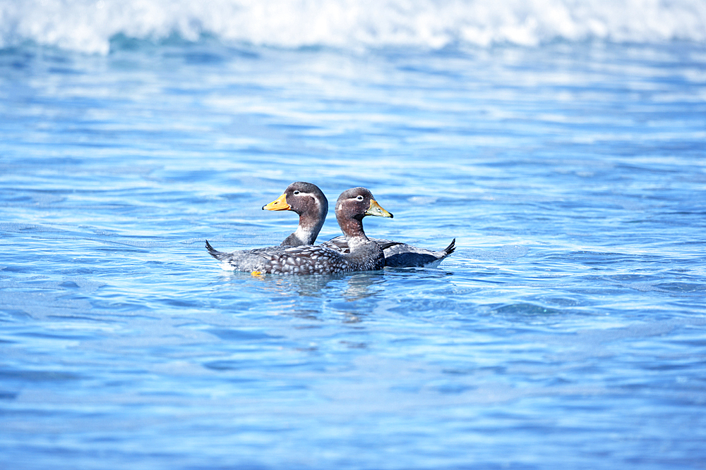 Steamer ducks swimming (Tachyeres brachypterus), Sea Lion Island, Falkland Islands, South America