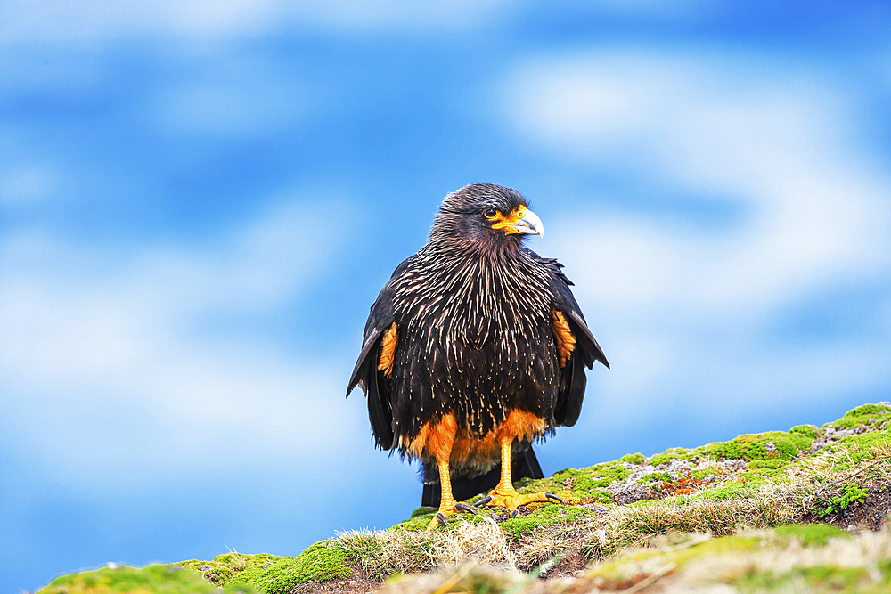 Striated Caracara (Phalcoboenus australis), Sea Lion Island, Falkland Islands, South America