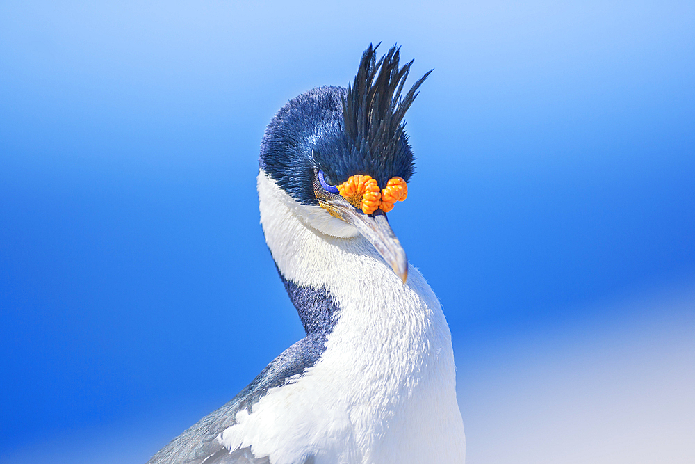 Imperial shag (Leucocarbo atriceps), Sea Lion Island, Falkland Islands, South America