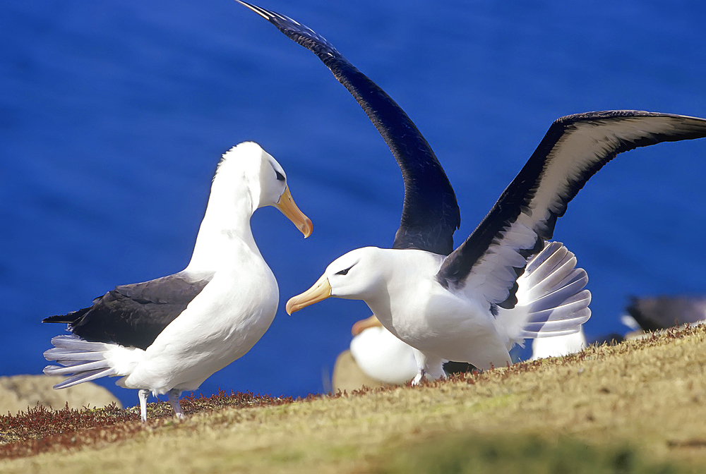 Two adult black-browed albatross (Thalassarche melanophris), Saunders Island, Falkland Islands, South America