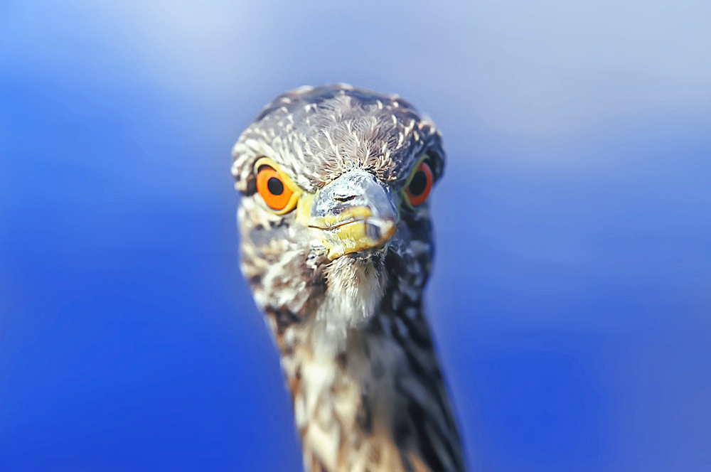 A juvenile black-crowned night heron (Nycticorax nycticorax falklandicus) close-up, Falkland Islands, South Atalantic, South America