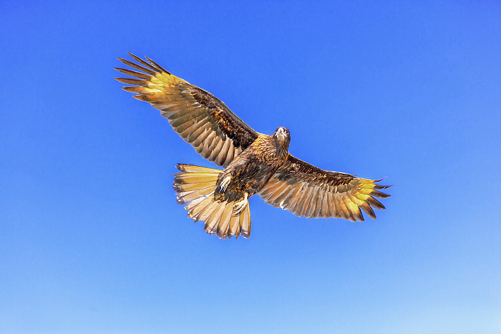 Striated Caracara (Phalcoboenus australis) in flight, Falkland Islands, South America