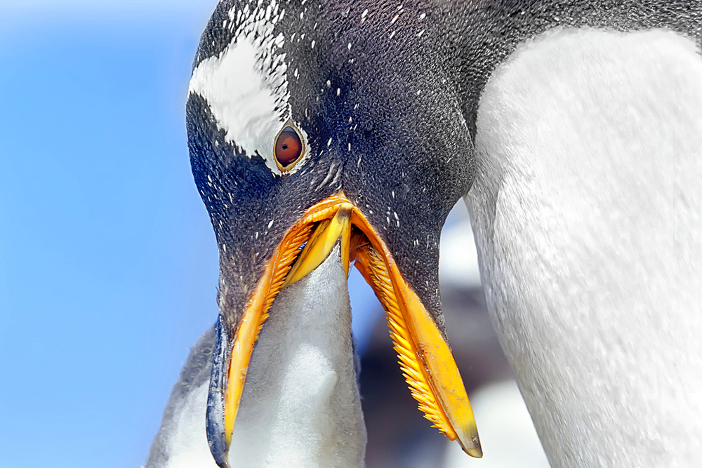 An adult Gentoo Penguins (Pygocelis papua papua) feeding its chick, Falkland Islands, South America