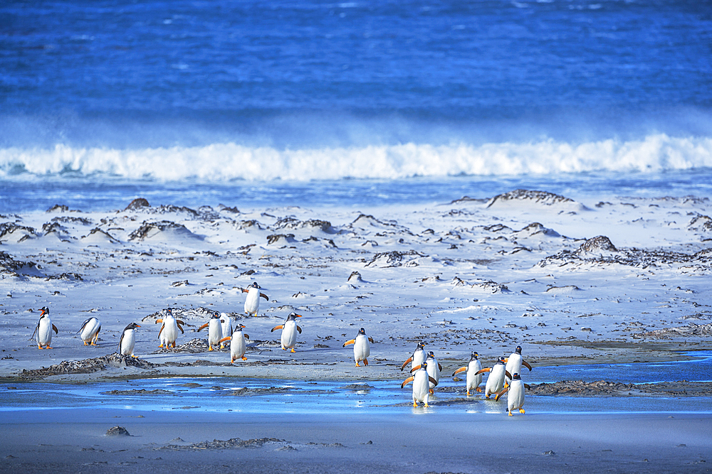 Gentoo Penguins (Pygocelis papua papua) walking on the beach, Falkland Islands, South America