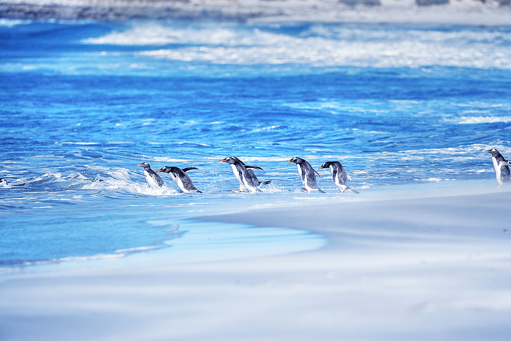 Gentoo penguins (Pygocelis papua papua) jumping into sea water, Sea Lion Island, Falkland Islands, South America