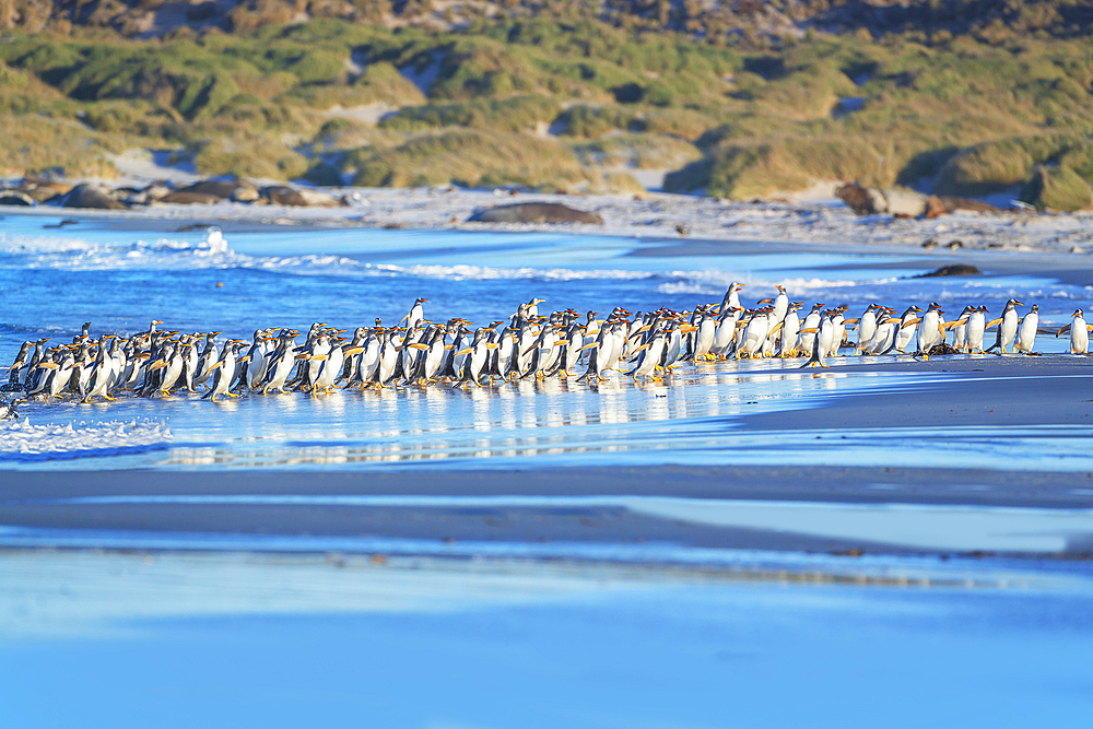 Gentoo Penguins (Pygocelis papua papua) walking on the beach, Sea Lion Island, Falkland Islands, South America