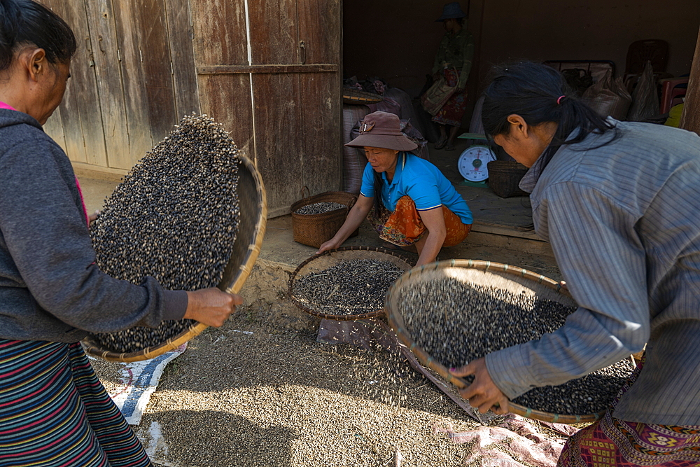 Three women shaking baskets of beans, Ban Hoy Palam, Pak Tha District, Bokeo Province, Laos, Asia