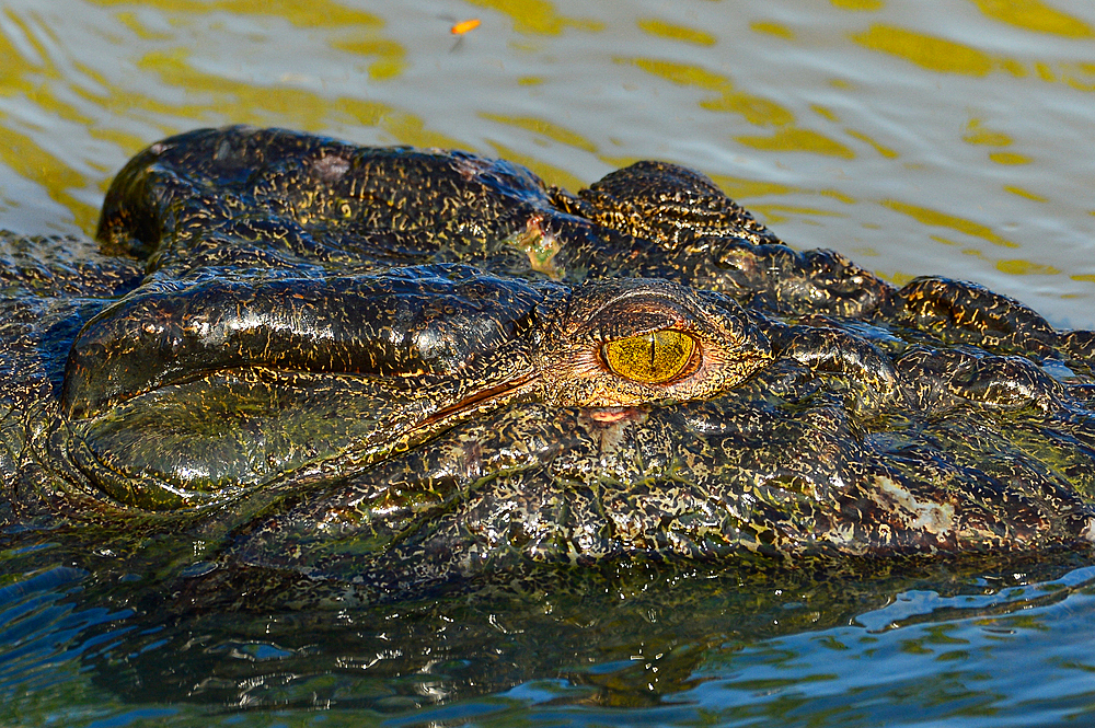 Close up of the head of a crocodile in the river, Cooinda, Kakadu National Park, Northern Territory, Australia