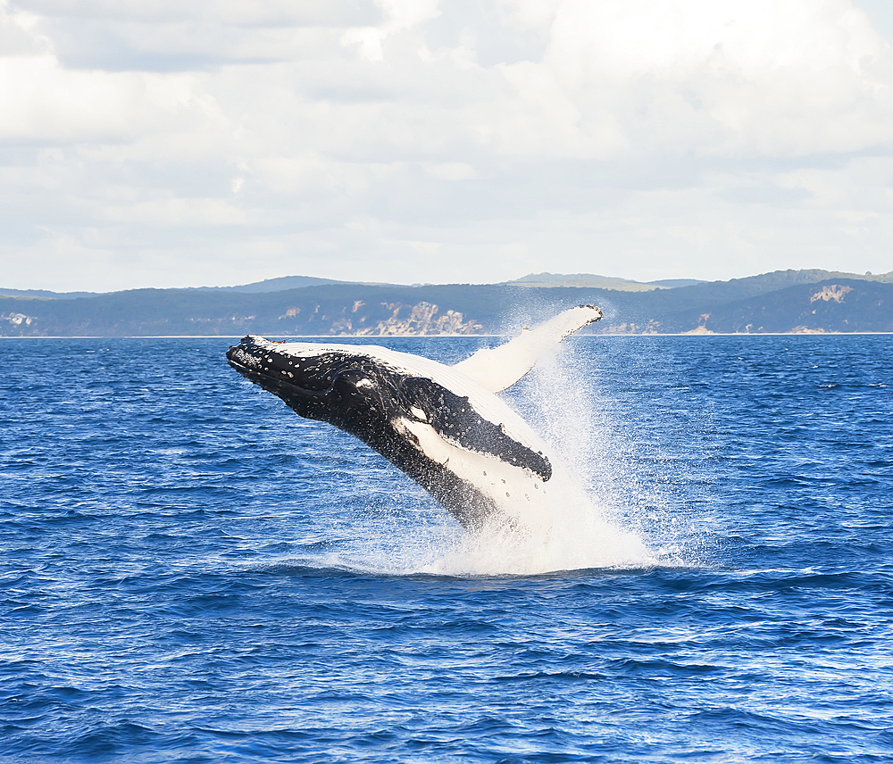 Humpback whale (Megaptera novaeangliae) breaching, Hervey Bay, Queensland, Australia