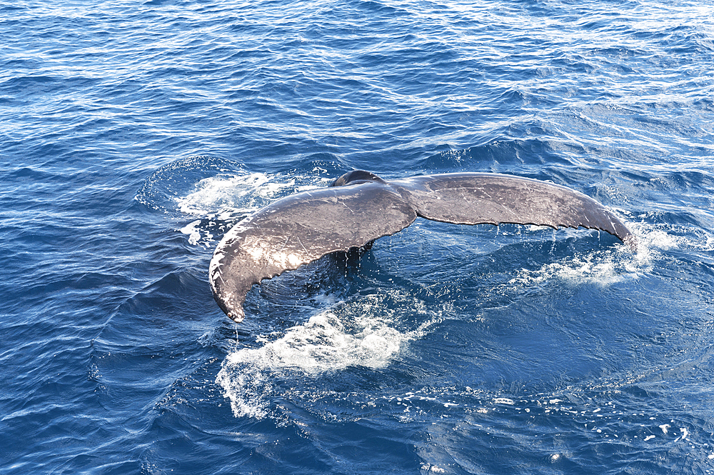 Tail fluke of humpback whale (Megaptera novaeangliae), Hervey Bay, Queensland, Australia