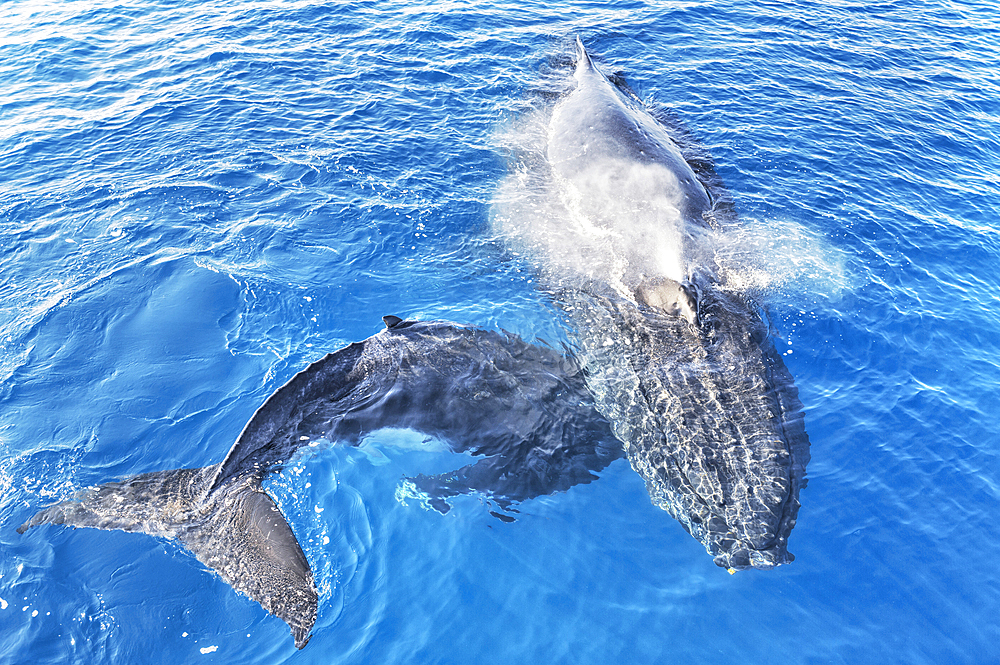 Humpback Whales (Megaptera novaeangliae), Mother and Calf surfacing and exhaling, Hervey Bay, Queensland, Australia