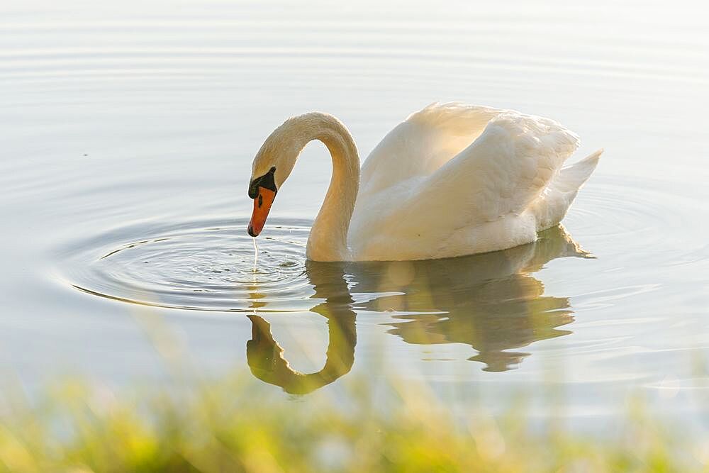 Swan, Schönauer Teiche, Lower Austria, Austria