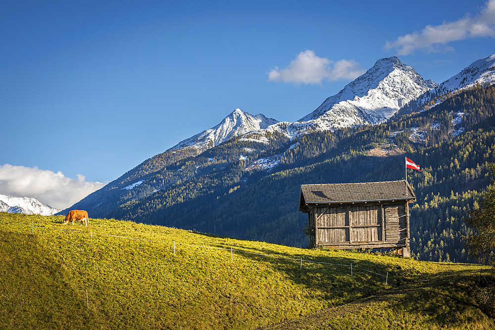 Cow pasture and hut in the Virgental near Obermauern, East Tyrol, Tyrol, Austria