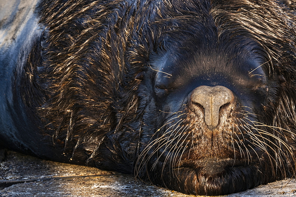 Close up of a sea lion relaxing on pier, Punta del Este, Maldonado Department, Uruguay, South America